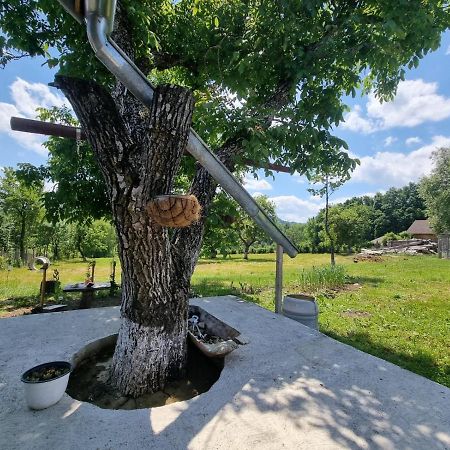 Casa Primitoare In Inima Naturii Si Padurii Rasca  Exterior foto